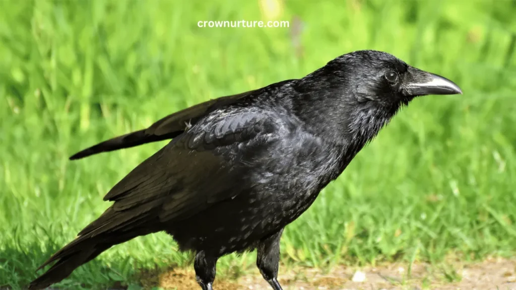 Are Crows Carnivores? (Answered) 3 Are Crows Carnivores