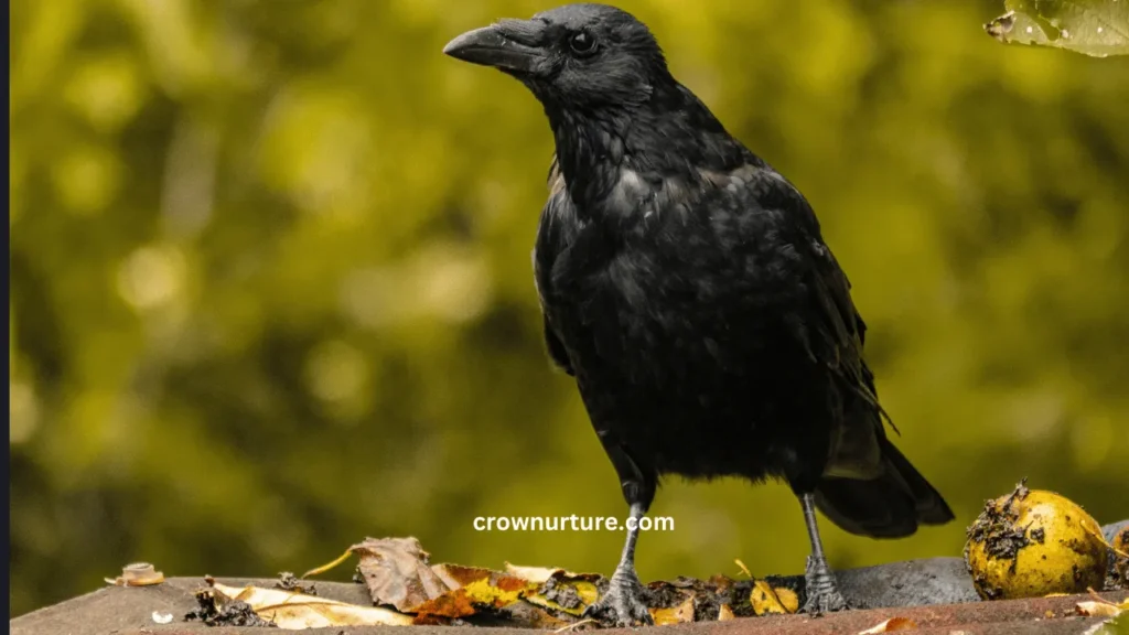 Are Crows Carnivores? (Answered) 2 Are Crows Carnivores