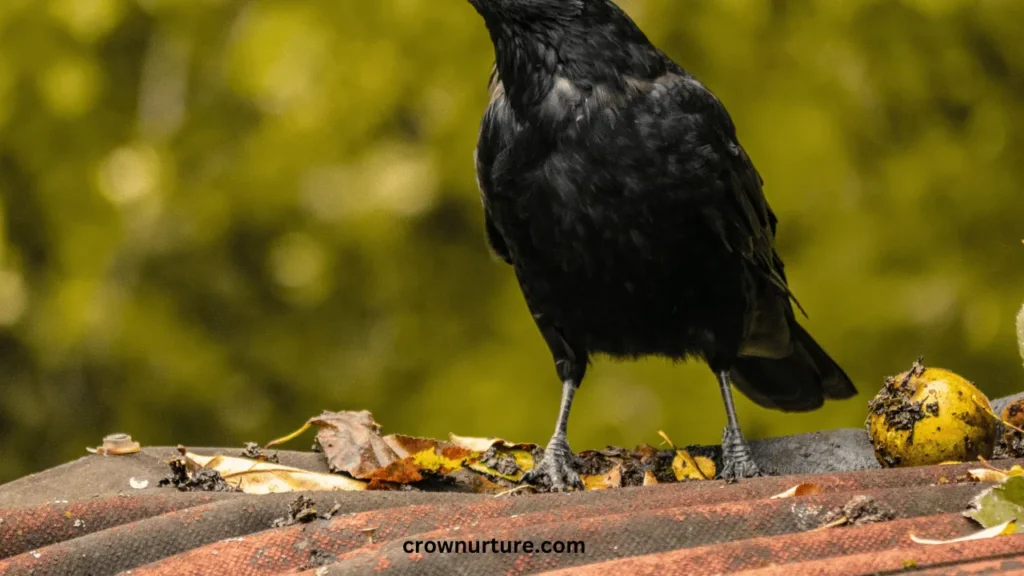 Are Crows Monogamous? (Answered) 2 Are Crows Monogamous