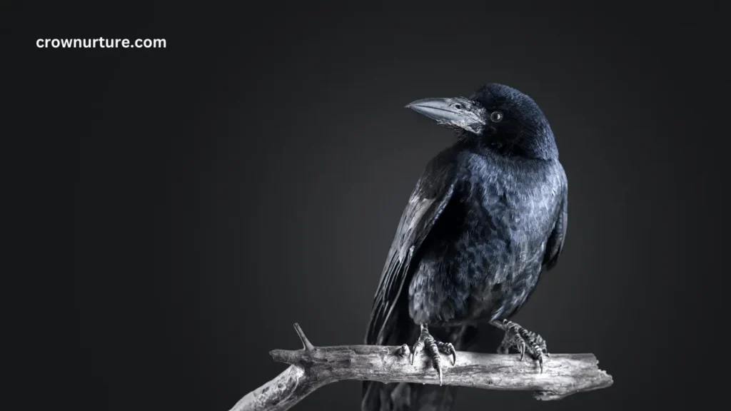 Are Crows Monogamous? (Answered) 3 Are Crows Monogamous