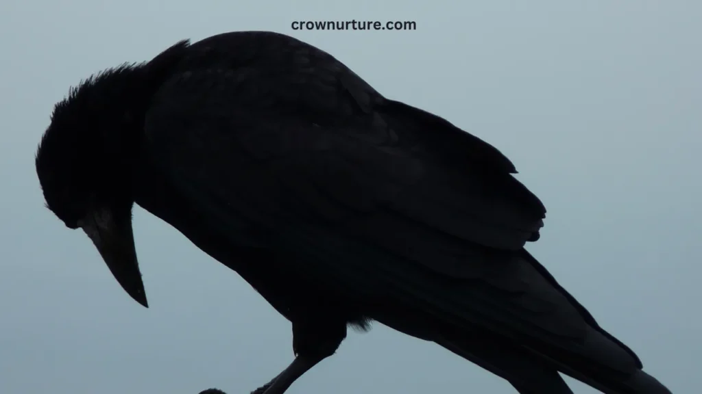 Are Crows Nocturnal? (Answered) 2 Are Crows Nocturnal
