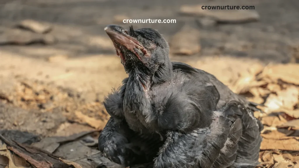 What Does A Baby Crow Sound Like? (Explained) 2 What Does A Baby Crow Sound Like