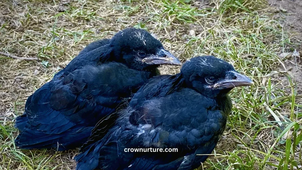 What Does A Baby Crow Sound Like? (Explained) 3 What Does A Baby Crow Sound Like
