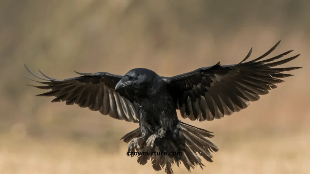 Are Crows Smarter Than Ravens? (Answered) 2 Are Crows Smarter Than Ravens