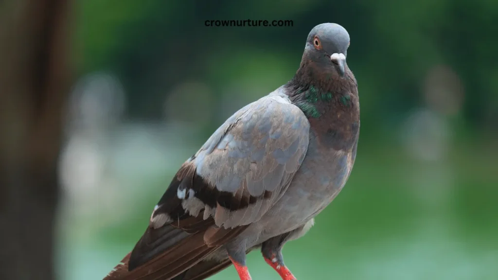 Are Pigeons Smarter Than Crows? (Explained) 2 Are Pigeons Smarter Than Crows