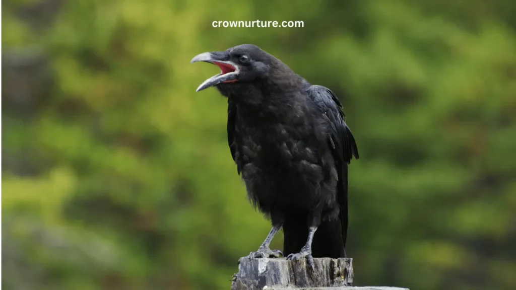 Are Pigeons Smarter Than Crows? (Explained) 3 Are Pigeons Smarter Than Crows