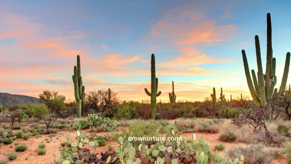Are There Crows In Arizona? (Answered) 3 Are There Crows In Arizona