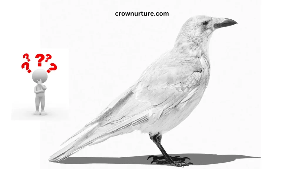 Are There White Crows? (Answered) 2 Are There White Crows