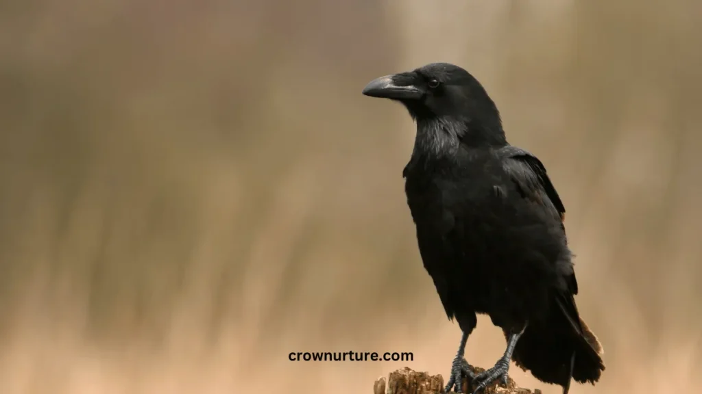 Can A Crow And A Raven Mate? (Explained) 3 Can A Crow And Raven Mate