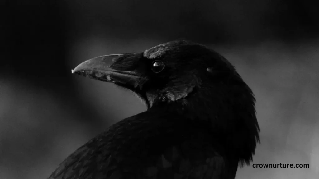 Can A Crow And A Raven Mate? (Explained) 2 Can A Crow And Raven Mate