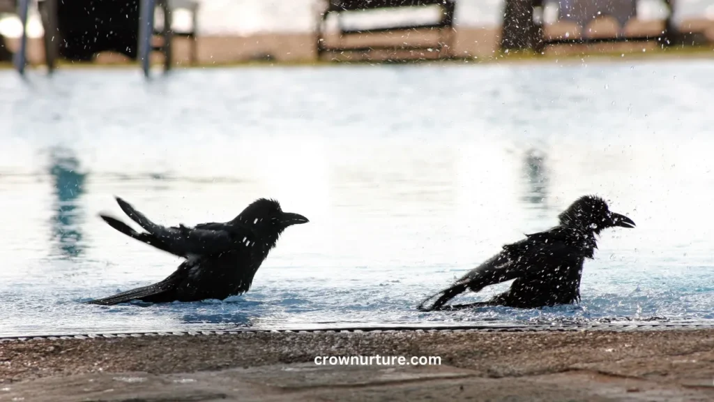 Can Crows Swim? (Explained) 2 Can Crows Swim