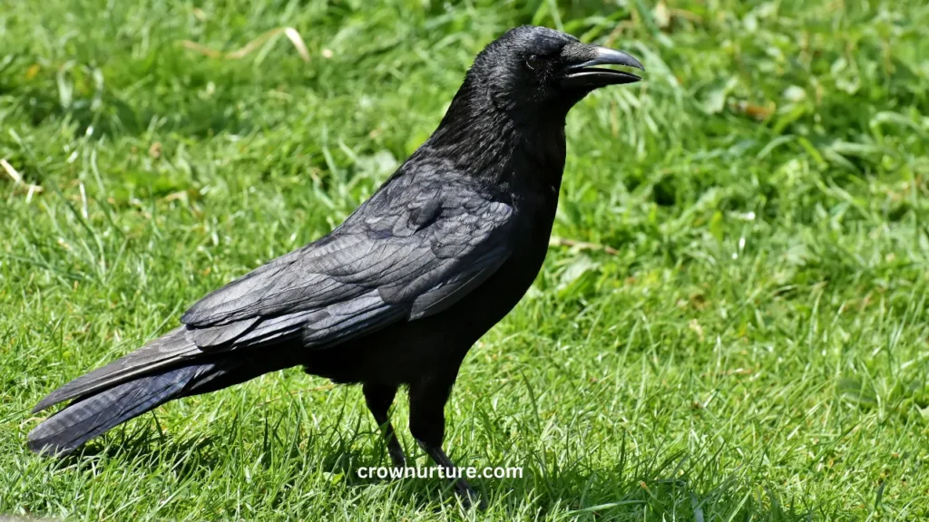 Can Crows Swim? (Explained) 3 Can Crows Swim