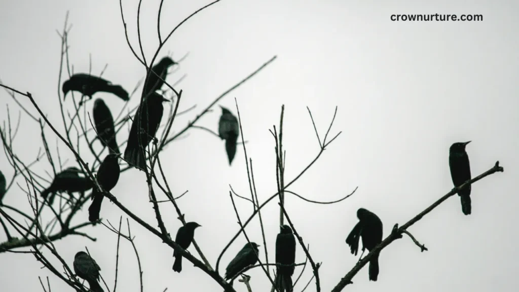Can You Eat Crows? (Answered) 3 Can You Eat Crows