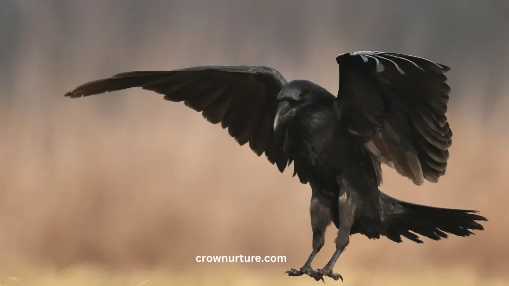 Can You Eat Crows? (Answered) 2 Can You Eat Crows