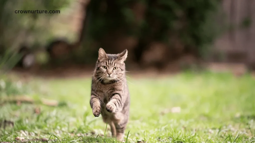 Do Crows Attack Cats? (Answered) 2 Do Crows Attack Cats