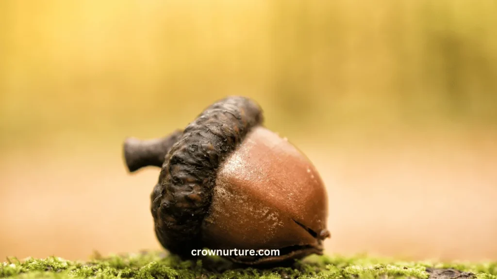 Do Crows Eat Acorns? (Explained) 2 Can Crows Eat Popcorn
