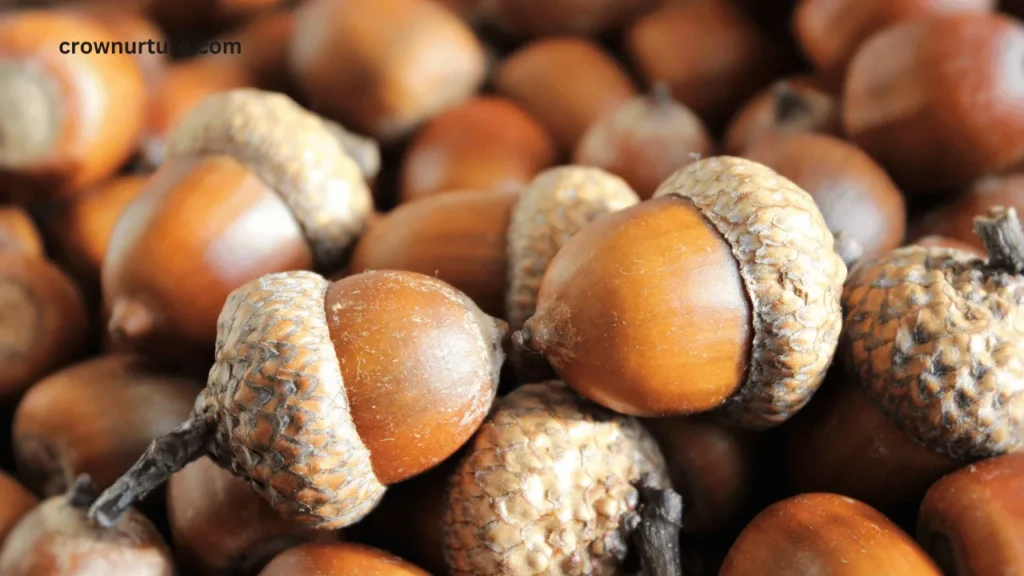 Do Crows Eat Acorns? (Explained) 3 Do Crows Eat Acorns? (Explained)