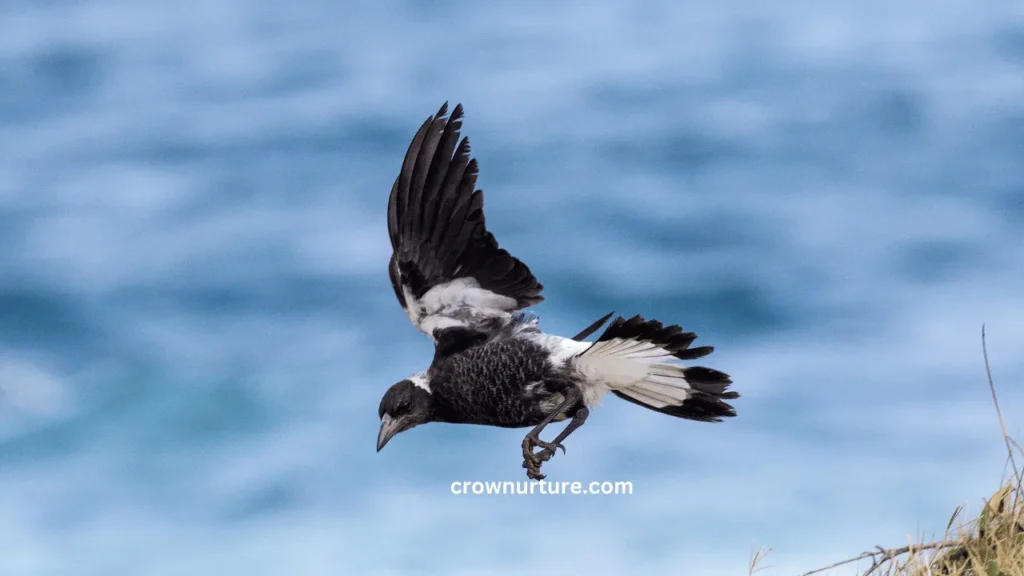 Do Crows Eat Baby Magpies? (Answered) 3 Do Crows Eat Baby Magpies
