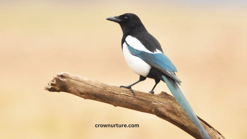 Do Crows Eat Baby Magpies? (Answered) 2 Do Crows Eat Baby Magpies