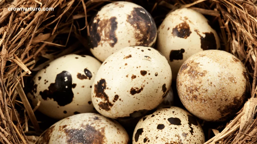Do Crows Eat Bird’s Eggs? (Explained) 2 Do Crows Eat Other Bird's Eggs