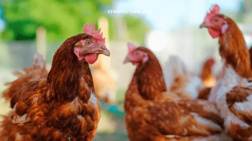 Do Crows Eat Chickens? (Answered) 2 Do Crows Eat Chickens