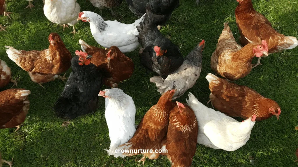 Do Crows Eat Chickens? (Answered) 3 Do Crows Eat Chickens