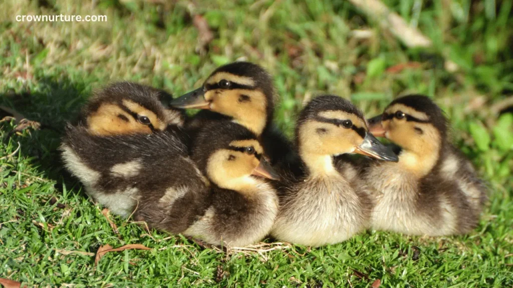 Do Crows Eat Ducklings? (Answered) 2 Do Crows Eat Ducklings