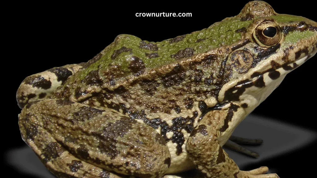 Do Crows Eat Frogs? (Explained) 2 Do Crows Eat Frogs