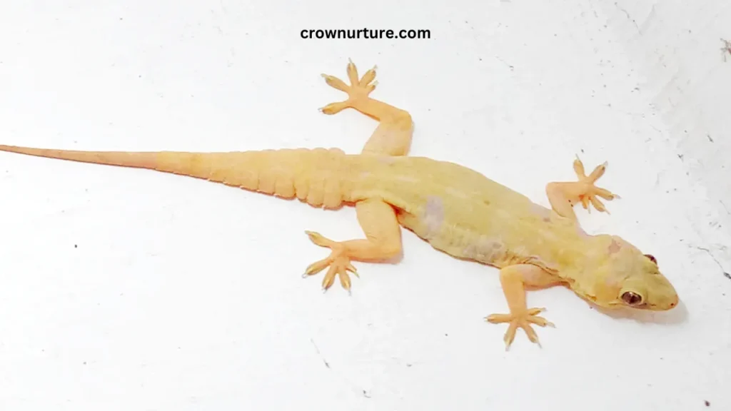 Do Crows Eat Lizards? (Answered) 2 Do Crows Eat Lizards