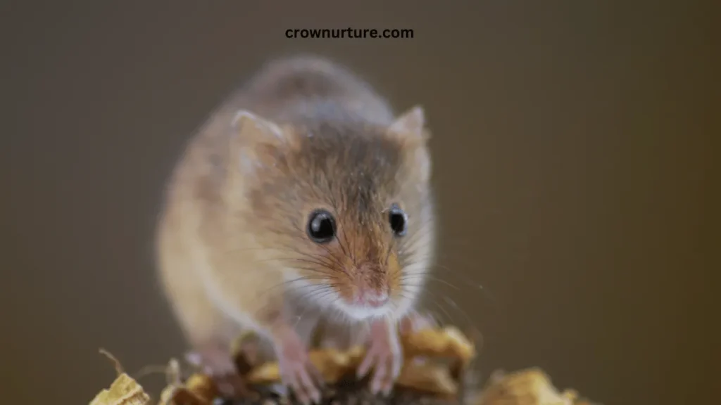 Do Crows Eat Mice? (Explained) 3 Do Crows Eat Mice