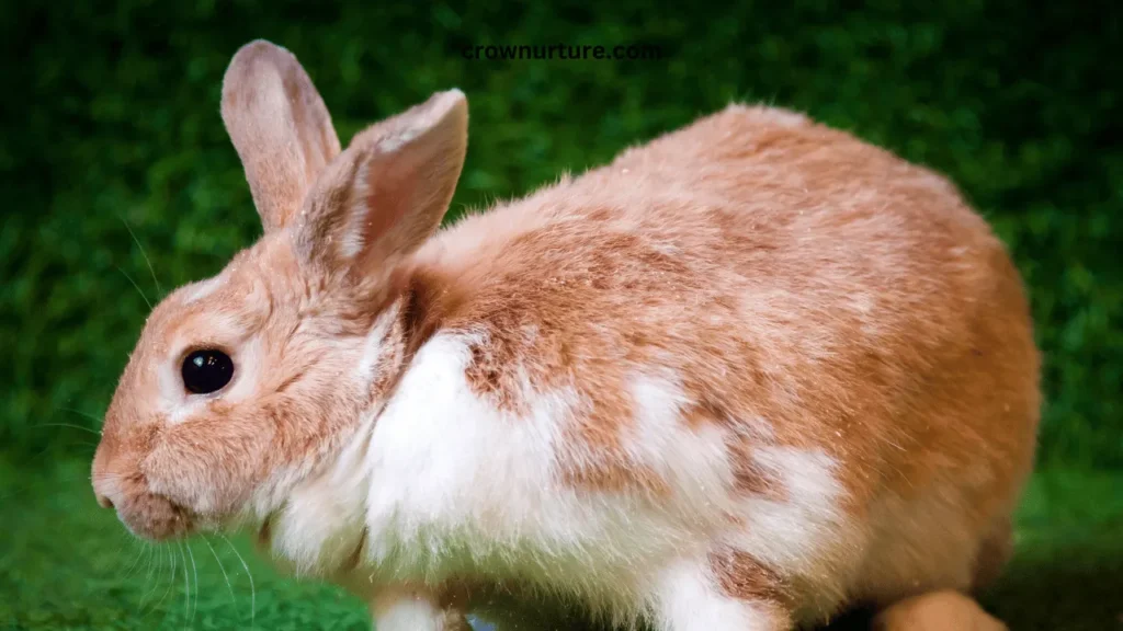 Do Crows Eat Rabbits? (Answered) 2 Do Crows Eat Rabbits