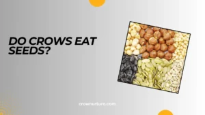 Do Crows Eat Seeds