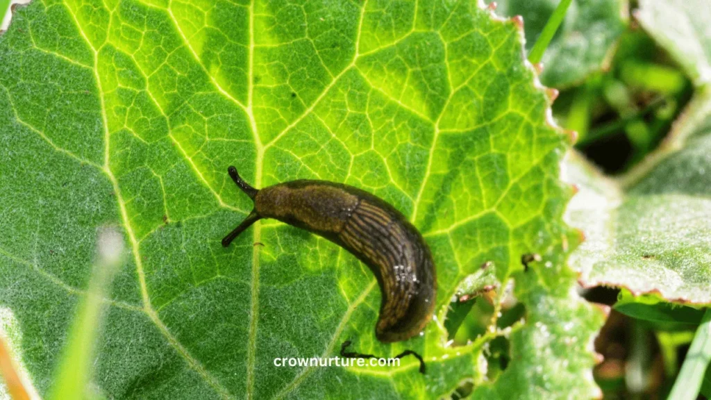 Do Crows Eat Slugs? (Answered) 3 Do Crows Eat Slugs