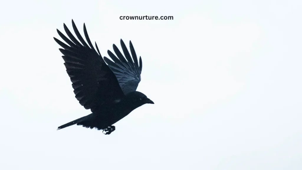 Do Crows Eat Smaller Birds? (Answered) 2 Do Crows Eat Smaller Birds