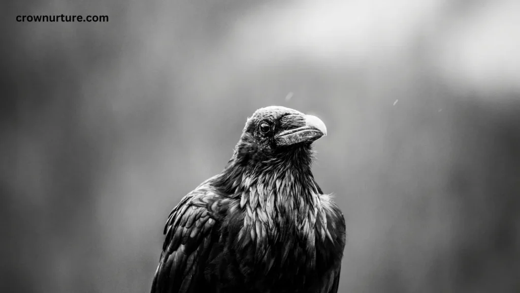 Do Crows Eat Smaller Birds? (Answered) 3 Do Crows Eat Smaller Birds