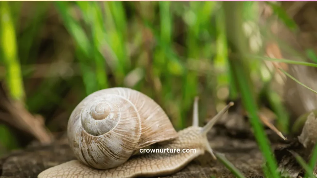 Do Crows Eat Snails? (Answered) 3 Do Crows Eat Snails