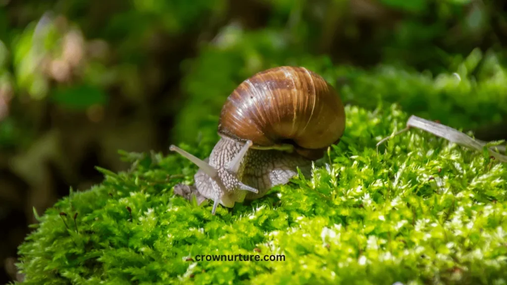 Do Crows Eat Snails? (Answered) 2 Do Crows Eat Snails