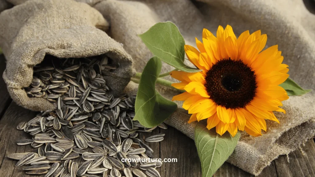 Do Crows Eat Sunflower Seeds? (Explained) 2 Do Crows Eat Sunflower Seeds