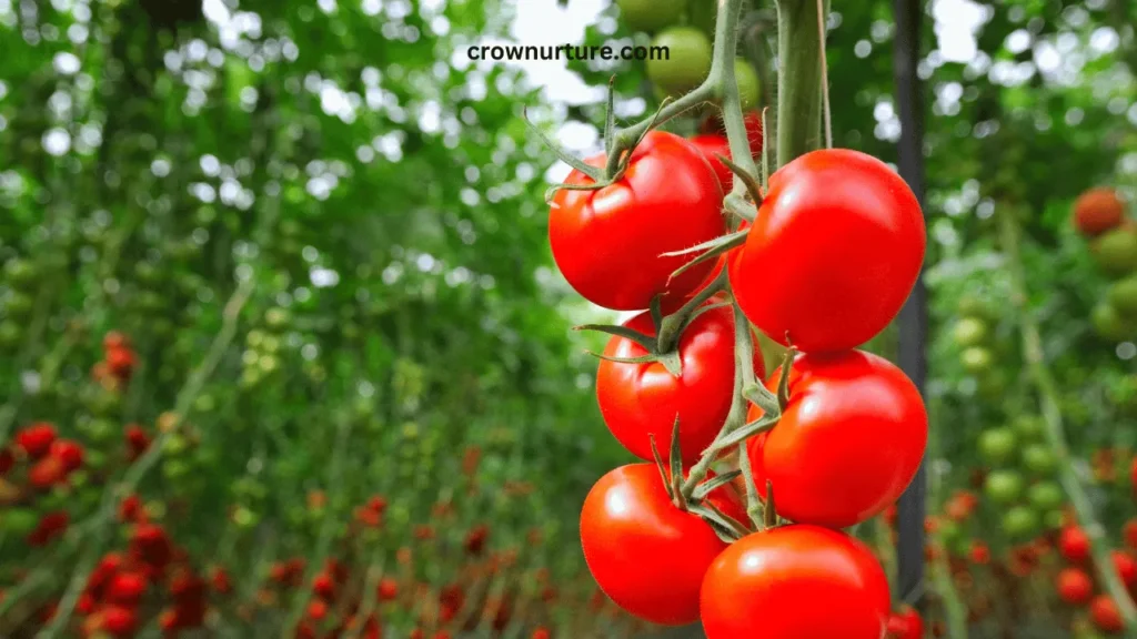 Do Crows Eat Tomatoes? (Answered) 3 Do Crows Eat Tomatoes