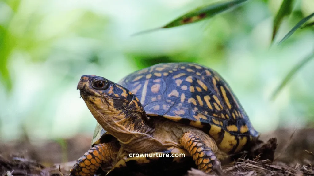 Do Crows Eat Turtles? (Explained) 3 Do Crows Eat Turtles