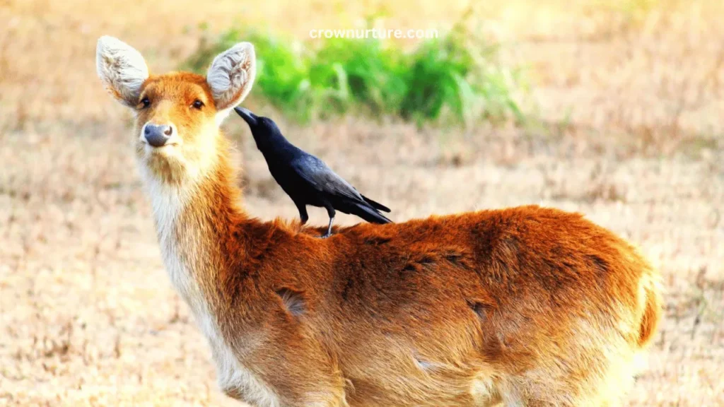 Do Crows Follow Deer? (Answered) 3 Do Crows Follow Deer