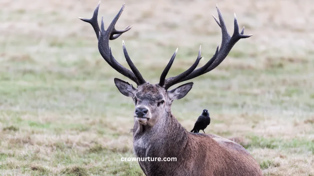 Do Crows Follow Deer? (Answered) 2 Do Crows Follow Deer