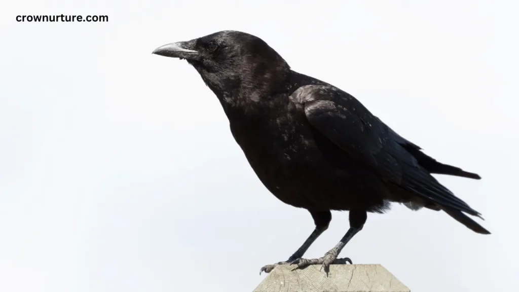 Do Crows Have Black Beaks? (Explained) 2 Do Crows Have Black Beaks