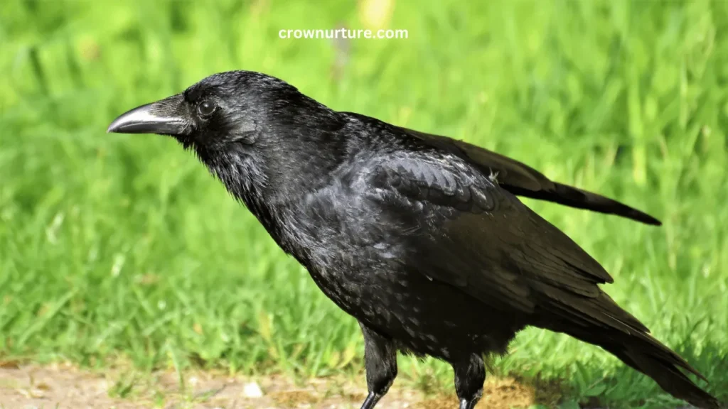 Do Crows Have Mates? (Answered) 3 Do Crows Have Mates