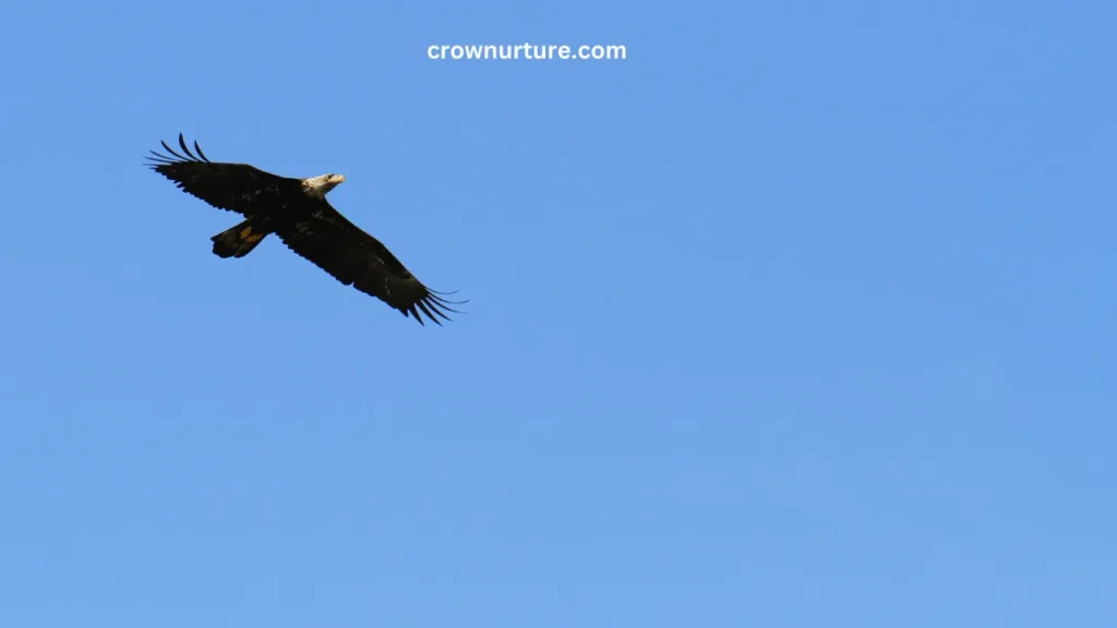 Do Crows Have Predators? (Explained) 3 Do Crows Have Predators