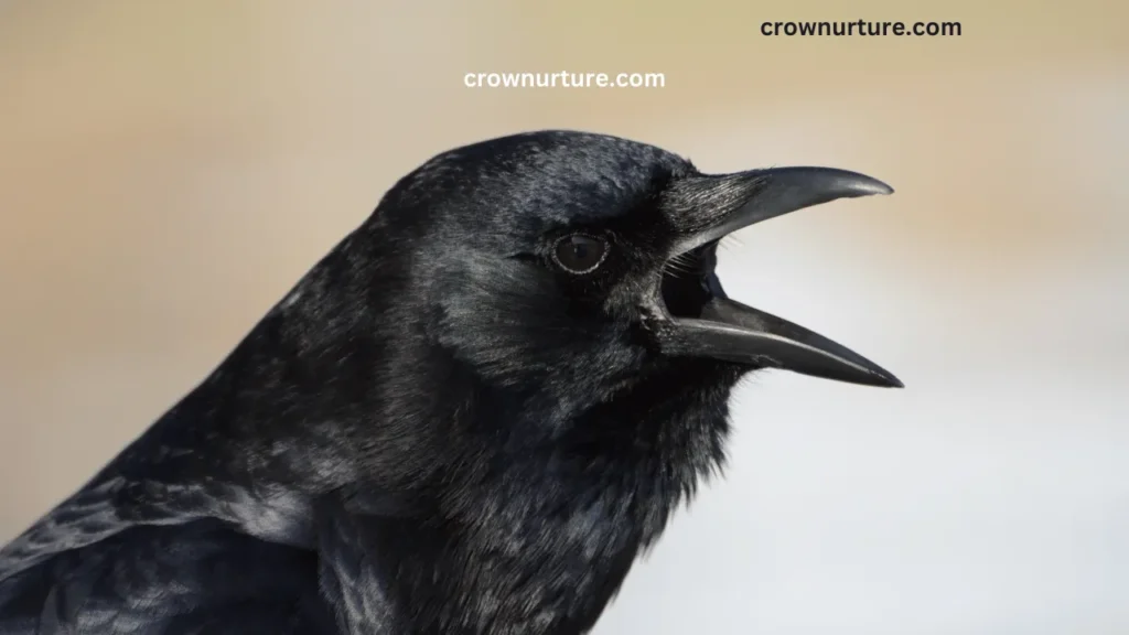 Do Crows Have Tongues? (Explained) 3 Do Crows Have Tongues