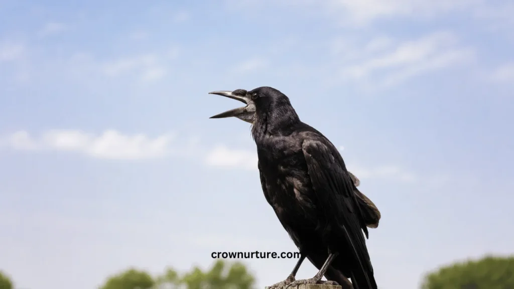 Do Crows Have Tongues? (Explained) 2 Do Crows Have Tongues