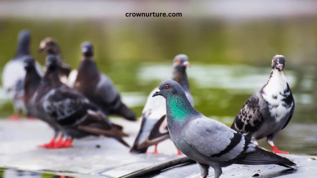 Do Crows Kill Pigeons? (Explained) 2 Do Crows Kill Pigeons