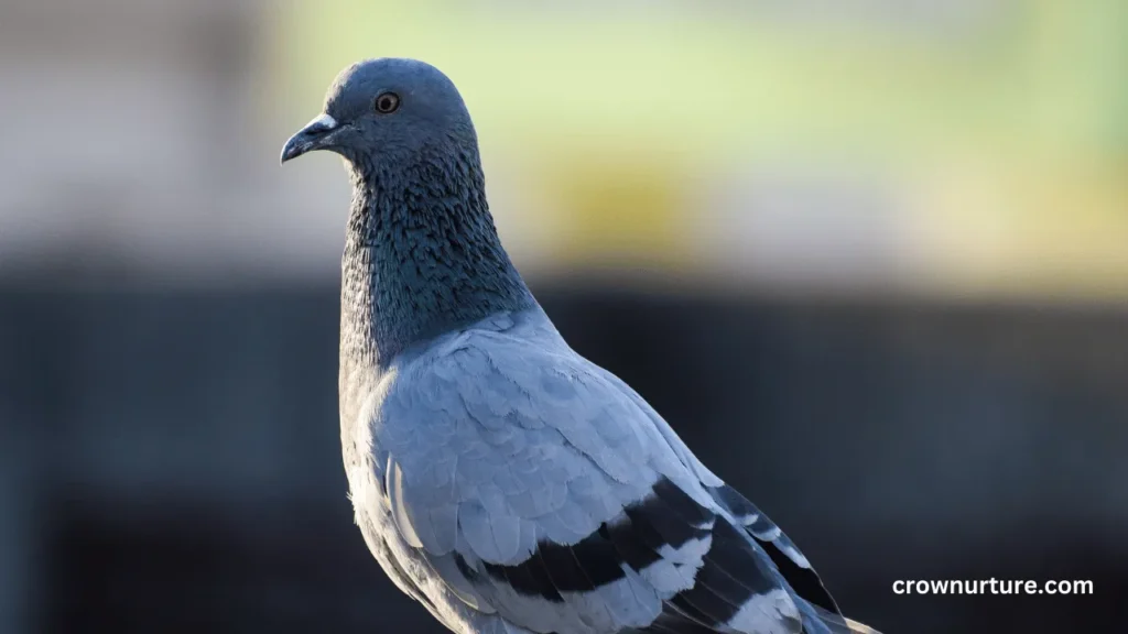 Do Crows Kill Pigeons? (Explained) 3 Do Crows Kill Pigeons