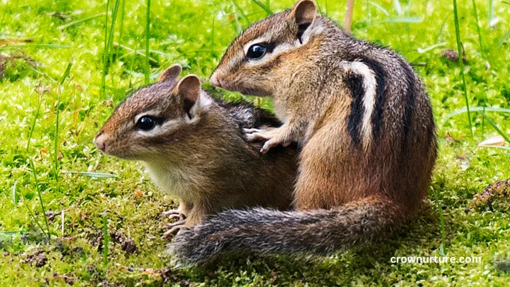 Do Crows Eat Chipmunks? (Explained) 2 Do Crows Eat Chipmunks